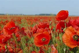 User image 6790ffa561b06