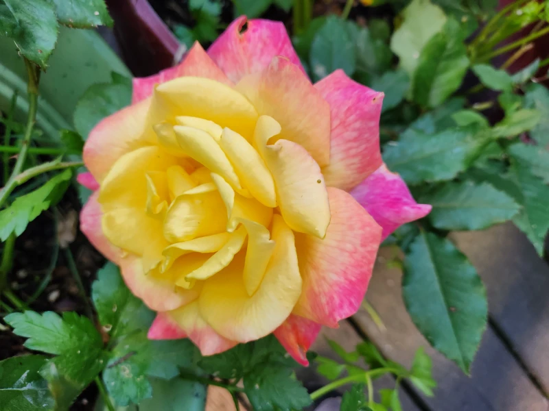 User image 67f32c5e59dd3