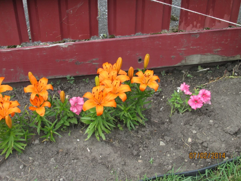 User image 68250b077cec7