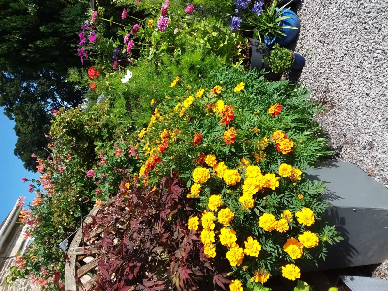 User image 683207162dce2