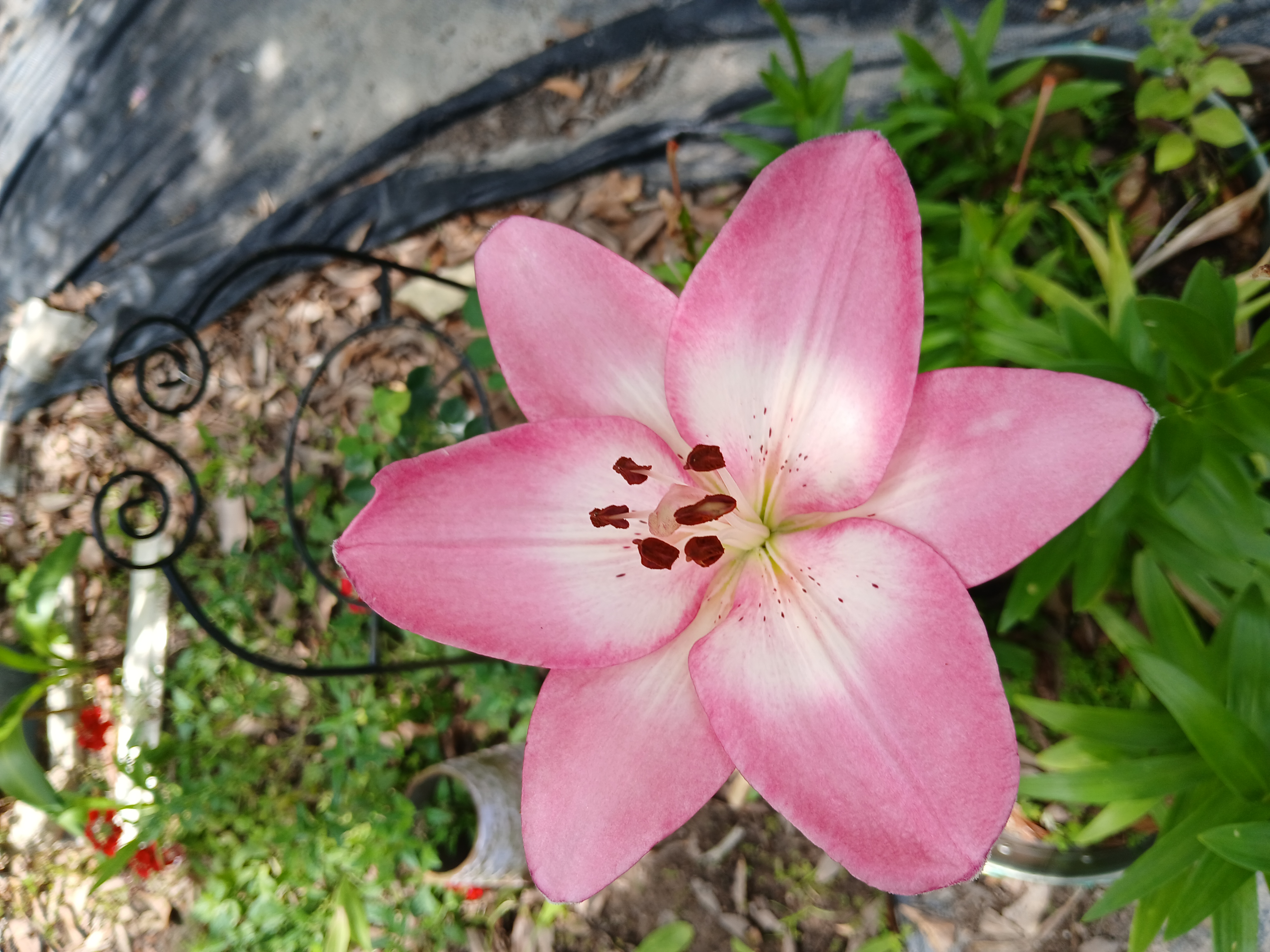 User image 687a6137b499f