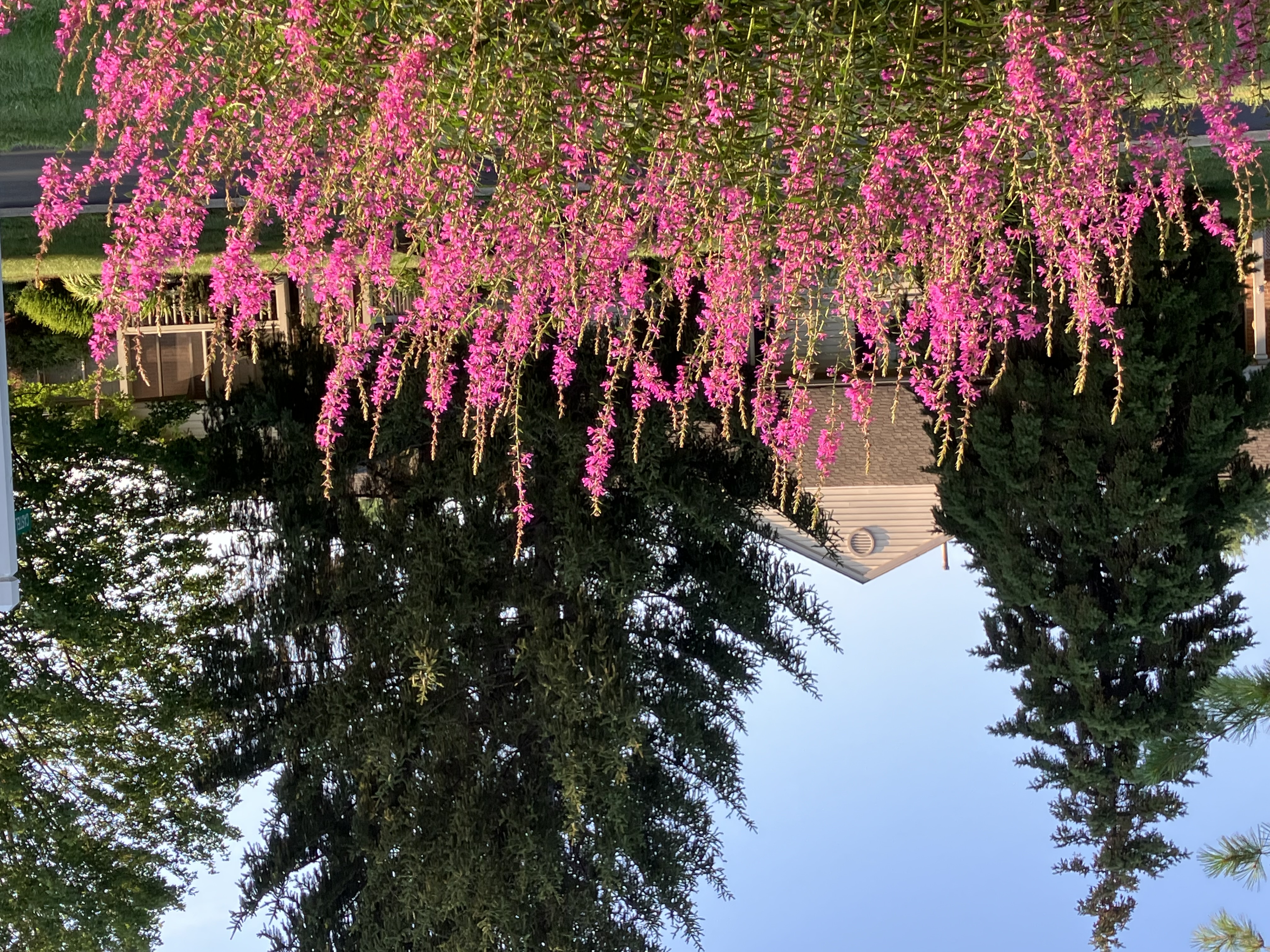 User image 687d344022610