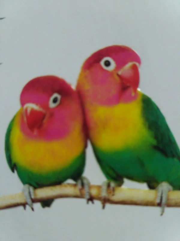 User image 67ae3a5a1287a