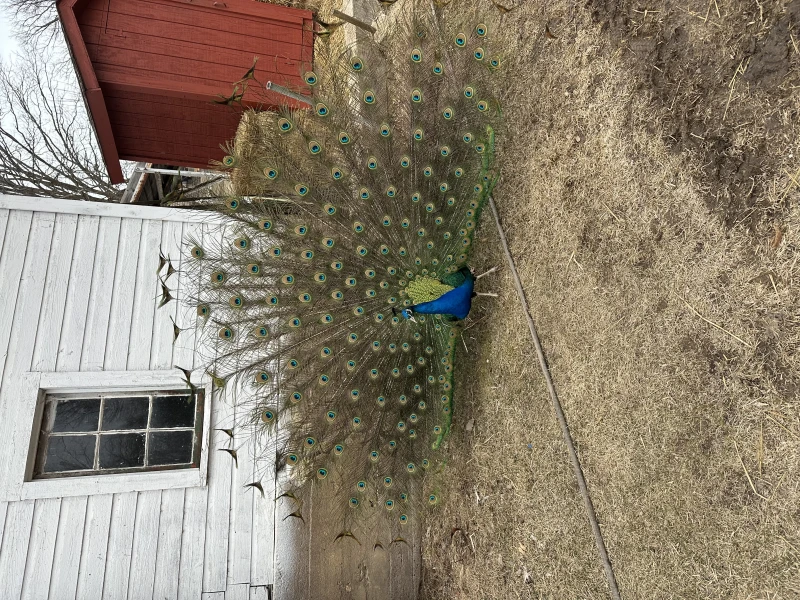 User image 67e4a3d34a4c5